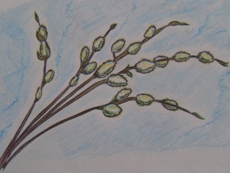 Весенние ветки рисование