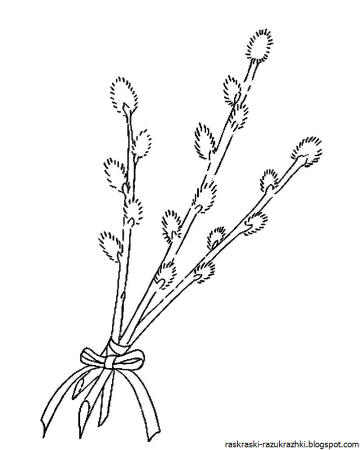 Верба раскраска
