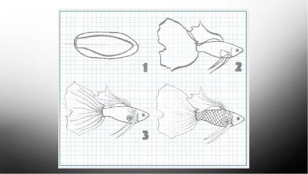 Как нарисовать гуппи