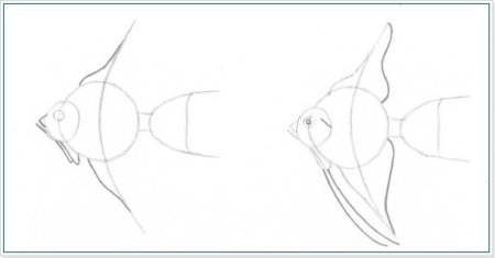 Поэтапное рисование золотой рыбки
