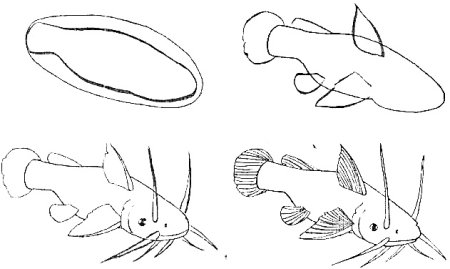 Сом поэтапное рисование