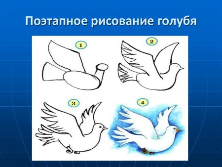 Поэтапное рисование голубя мира