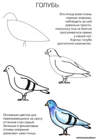 Поэтапное рисование голубя