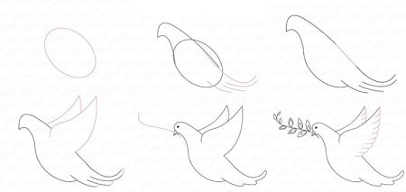 Как нарисовать голубя