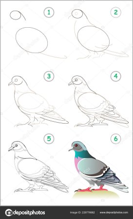 Поэтапное рисование голубя