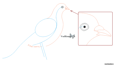 Голубь рисунок карандашом