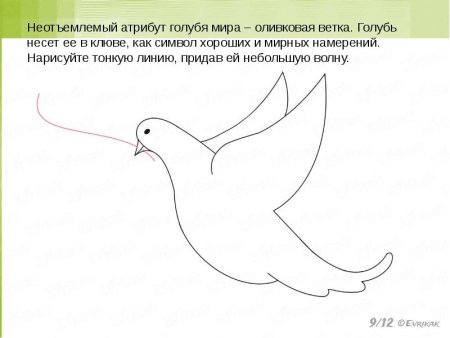 Рисование голубя в старшей группе