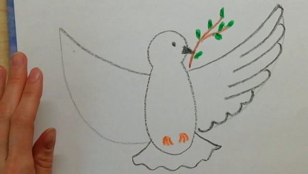 Как нарисовать голубубя