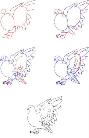 Рисунок голубя пошагово