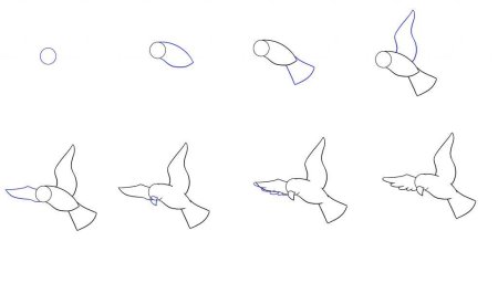 Поэтапное рисование голубя мира