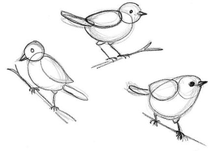 Красивая птичка рисование в средней группе