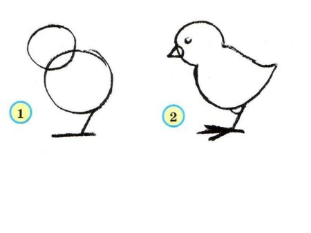 Пошаговое рисование цыпленка
