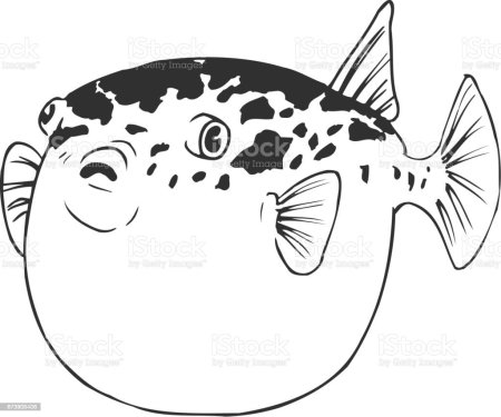 Рыба фугу раскраска