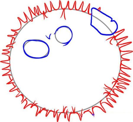 Нарисовать морского ежа поэтапно