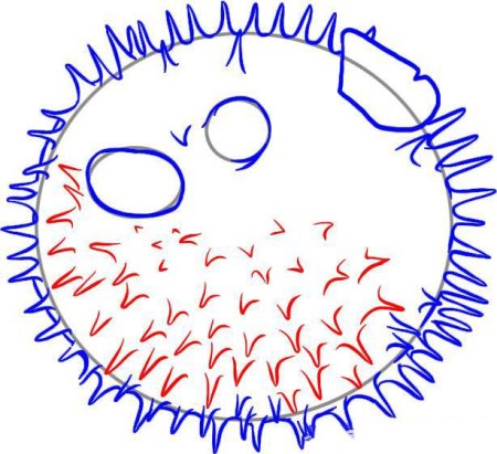 Морской еж рисунок карандашом