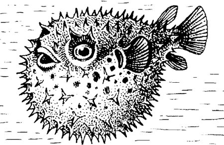 Рыба фугу раскраска для детей