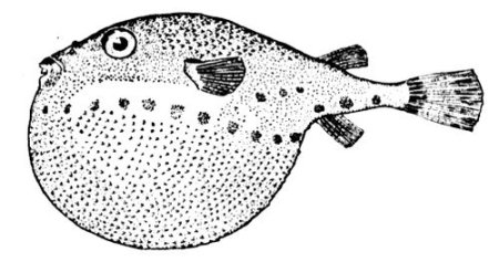 Рыба еж карандашом