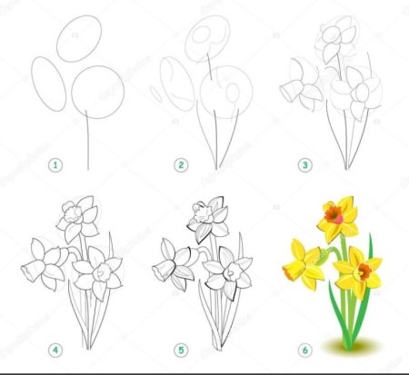 Поэтапное рисование нарцисса