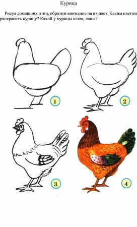 Как рисовать курицу поэтапно