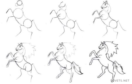 Анатомия и пропорции лошади