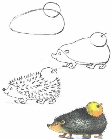 Поэтапное рисование ежика