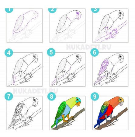 Схема рисования попугая