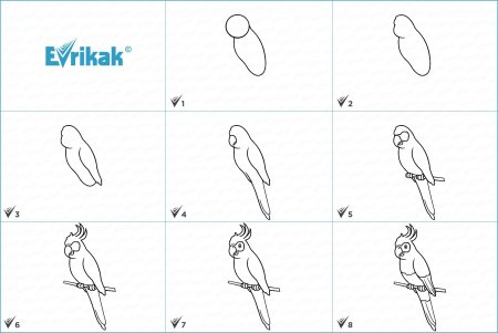 Этапы рисования попугая