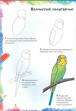 Нарисовать волнистого попугая для детей