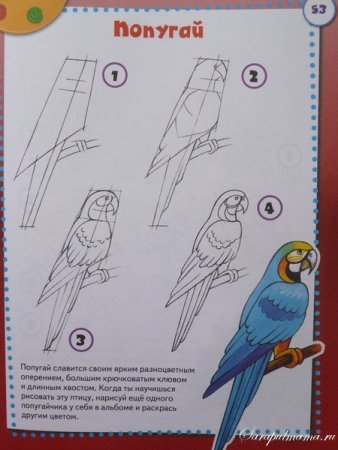 Как рисовать попугая поэтапно