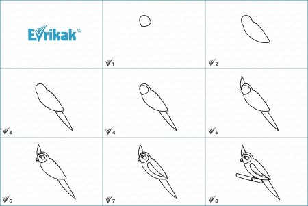 Поэтапное рисование попугая