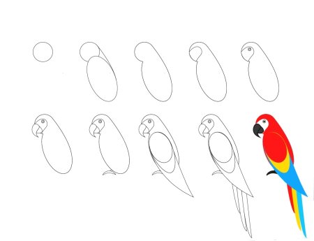 Попугай рисунок для детей легкий