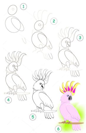 Поэтапное рисование попугая