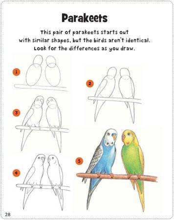 Схема рисования попугая для детей