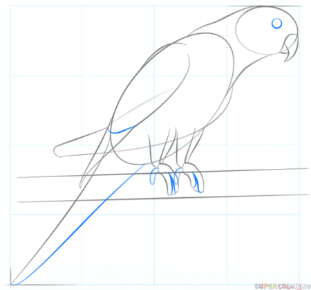 Поэтапное рисование попугая для детей