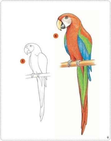 Поэтапное рисование попугая для детей