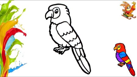 Поэтапный рисунок попугая