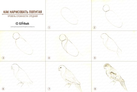 Попугай корелла поэтапно