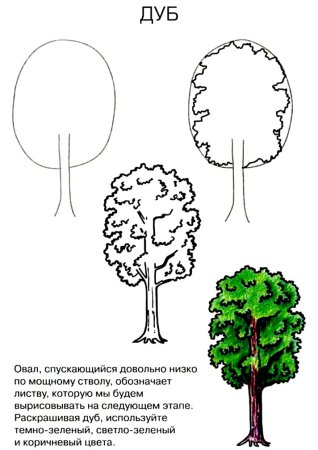Пошаговое рисование дерева