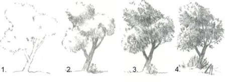 Крона дерева карандашом