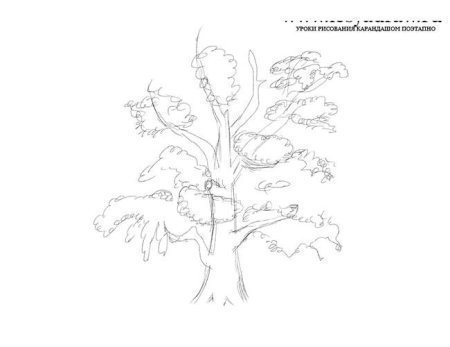 Как нарисовать дерево карандашом поэтапно для начинающих