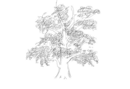 Поэтапное рисование дуба