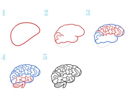 Поэтапный рисунок мозга