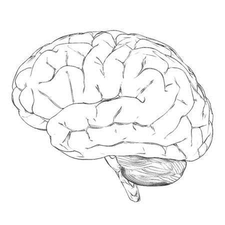 Мозг карандашом