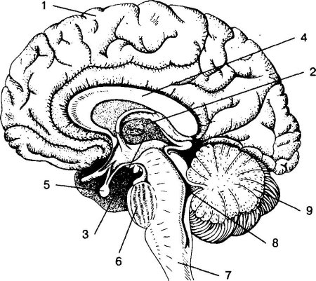 Сагиттальный разрез головного мозга человека