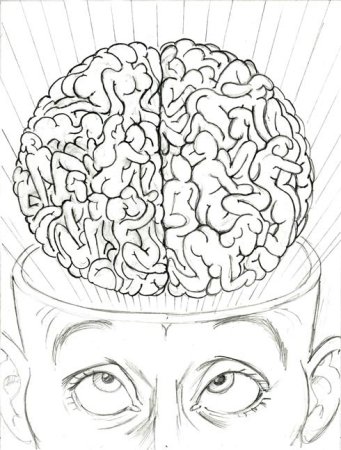 Мозг простым карандашом
