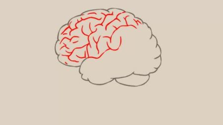 Мозг рисунок пошагово