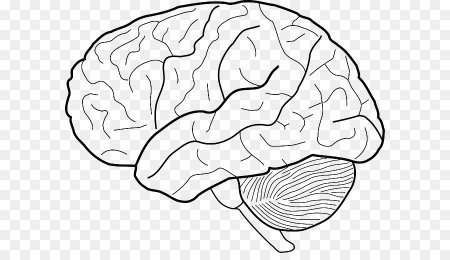 Мозг контур