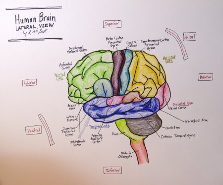 Головной мозг рисунок поэтапно (46 фото)