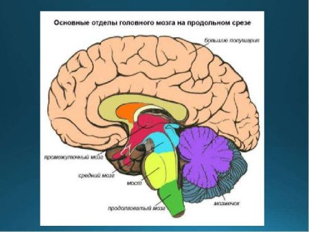 Строение головного мозга анатомия человека