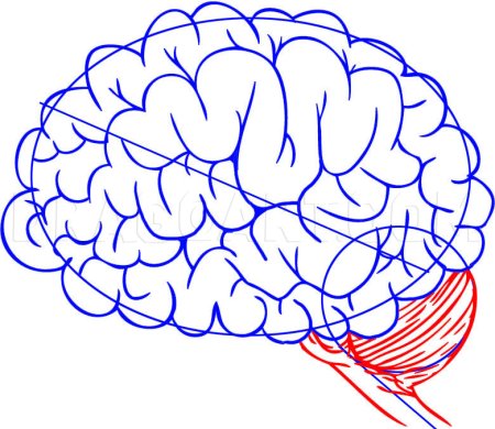 Как нарисовать мозг